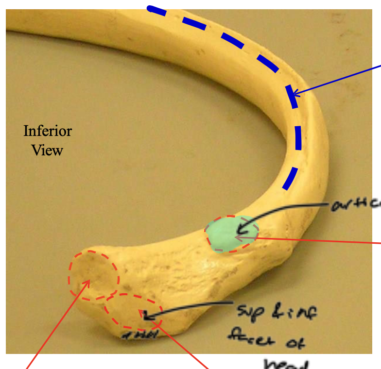 <p>The highlighted region is the articular fact of the</p>