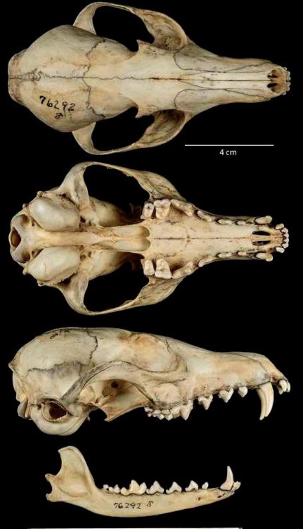 <p>Genus?</p>