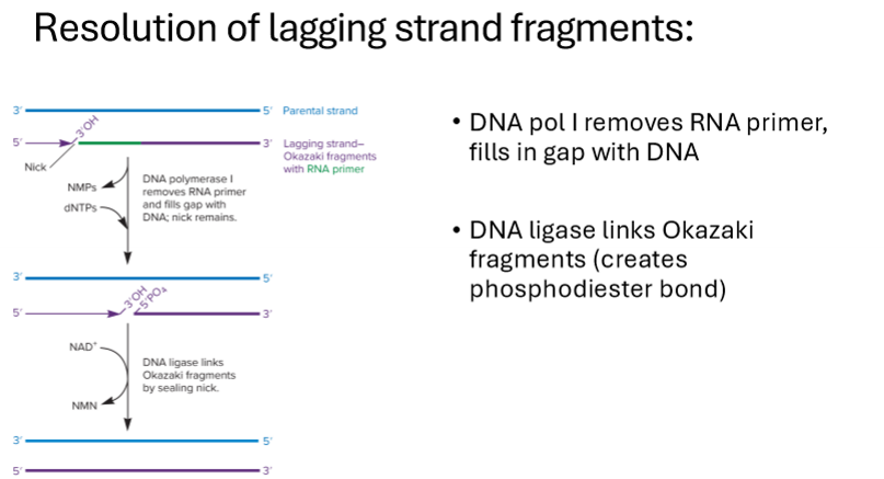 <p>How are lagging strands resolved?</p>