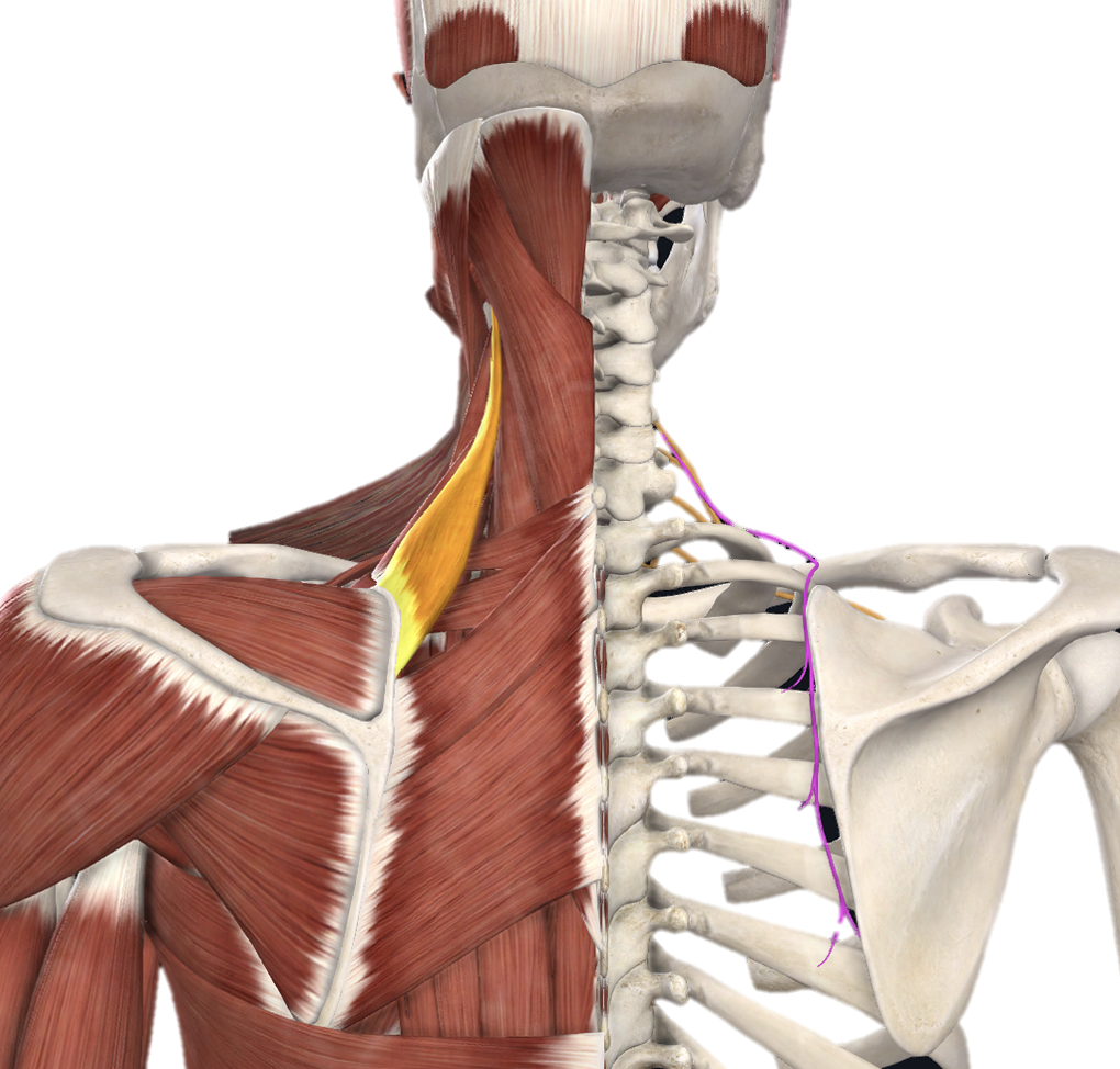 <p>Action and innervation of <strong>Levator scapulae muscle</strong></p>