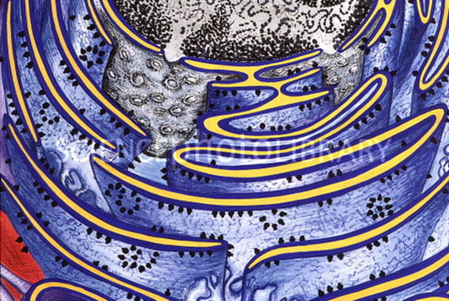 <p>part of the endoplasmic reticulum studded with ribosomes, makes and transports proteins</p>