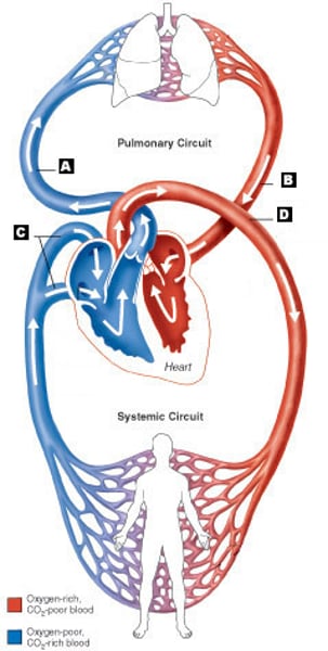 <p>oxygen-rich blood from the left side of the heart to the body tissues, then brings oxygen-poor blood to the right side of the heart</p>