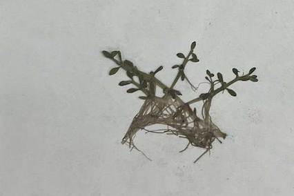 <p>plant?</p>