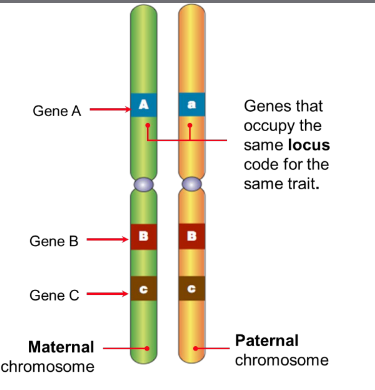 Genes occupying the same position (locus) on homologous chromosomes 

Alleles are versions of the same gene that code for a variant of the same protein.