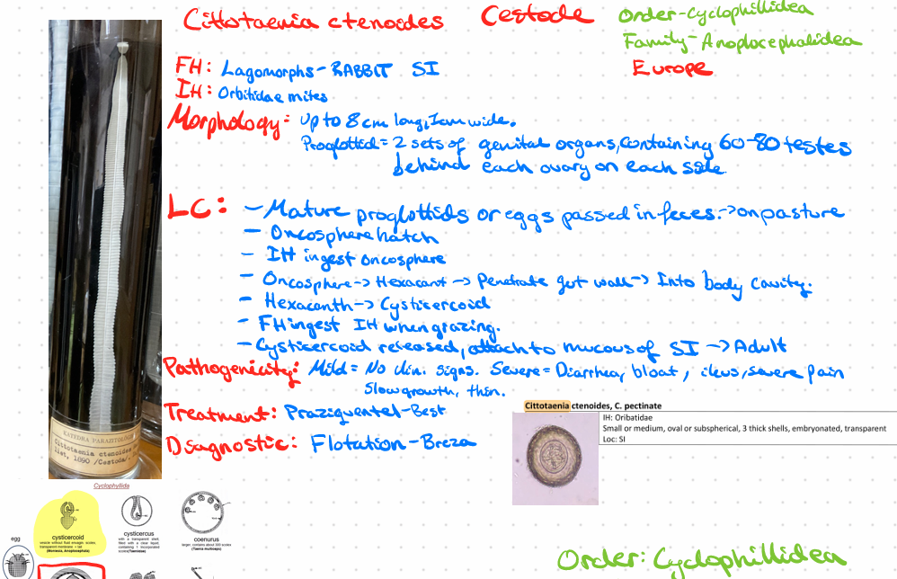 <p>Cittotaenia ctenoides - Cestode </p>