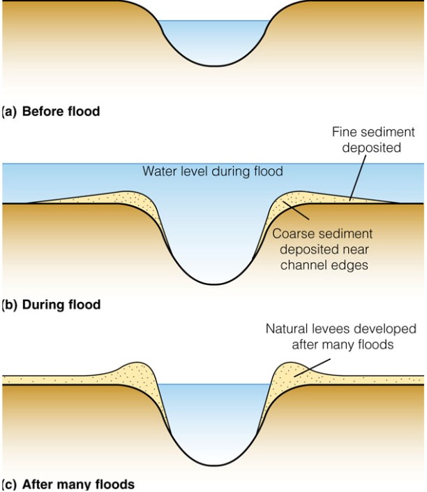 <ul><li><p>channel geometry is controlled by flow velocities and its associated sediment load carrying capacity</p></li><li><p>as a stream spills over its floodplain, it moves from a deep channel with high velocity to a shallow, broad floodplain with a low velocity</p></li><li><p>when velocity drops → causes sediments to also fall</p><ul><li><p>bigger material fall first → right next to channel</p></li><li><p>small particles fall a bit farther</p></li></ul></li><li><p>this creates gradient → coarse to fine</p></li></ul>