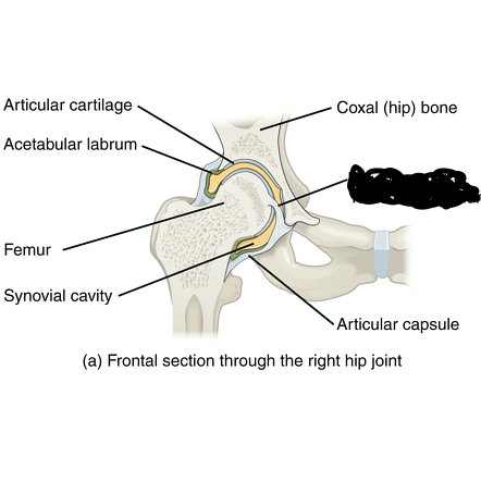 <p>what is the ligament crossed out?</p>