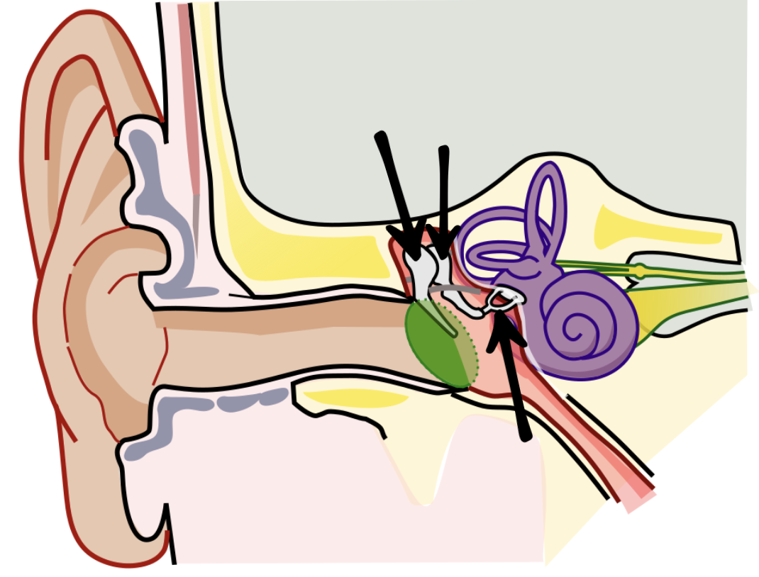 <p>What are these 3 bones?</p>