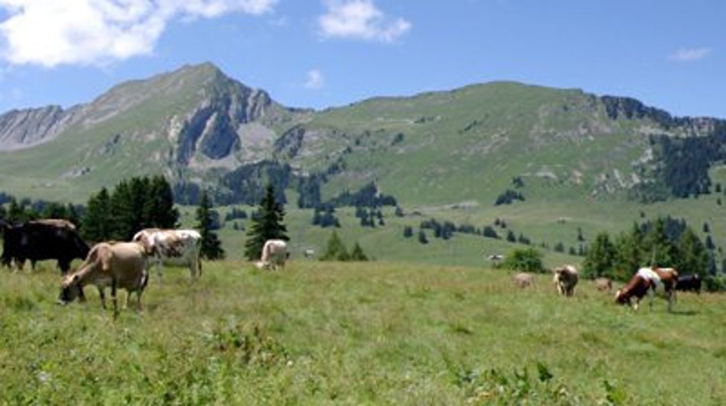 <p>alpine pasture</p>