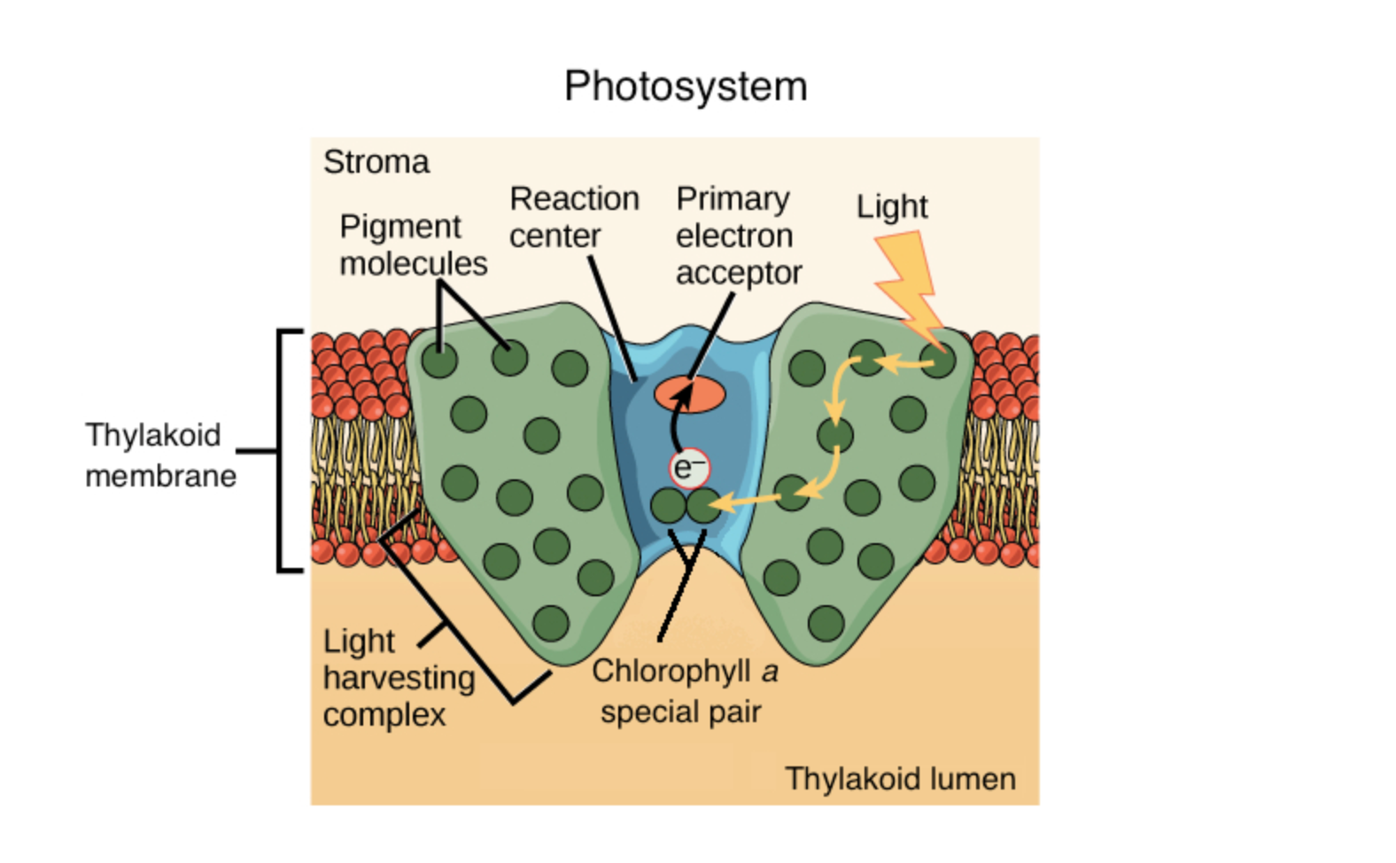 1. Light absorption in PSII
2. ATP synthesis
3. Light absorption in PSI
4. NADPH formation