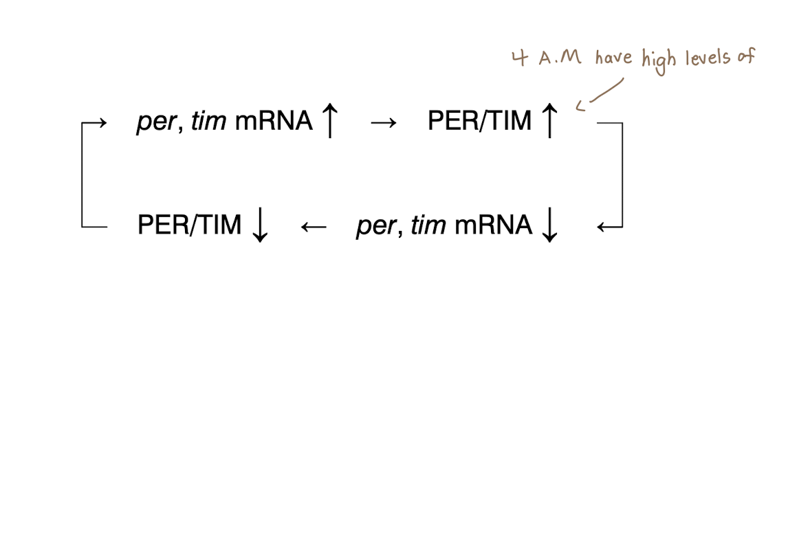 <ul><li><p>TIM binds PER → dimer PER/TIM repress transcription of tim and per</p><ul><li><p>~4 am (6 hours after mRNA abundancy) high levels of PER/TIM shut off per and tim </p></li><li><p>= PER/TIM levels falling </p></li><li><p>= No more repression of per and tim</p></li><li><p>= per and tim levels rise in late evening </p></li><li><p>= another peak in PER/TIM next morning at 4 am</p></li></ul></li></ul><p></p><p><strong>Missing either PER/TIM will result in no oscillation</strong></p><p><strong>So they oscillate in a 24hr rhythm </strong></p>