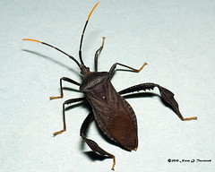squash bugs and leaf-footed bugs