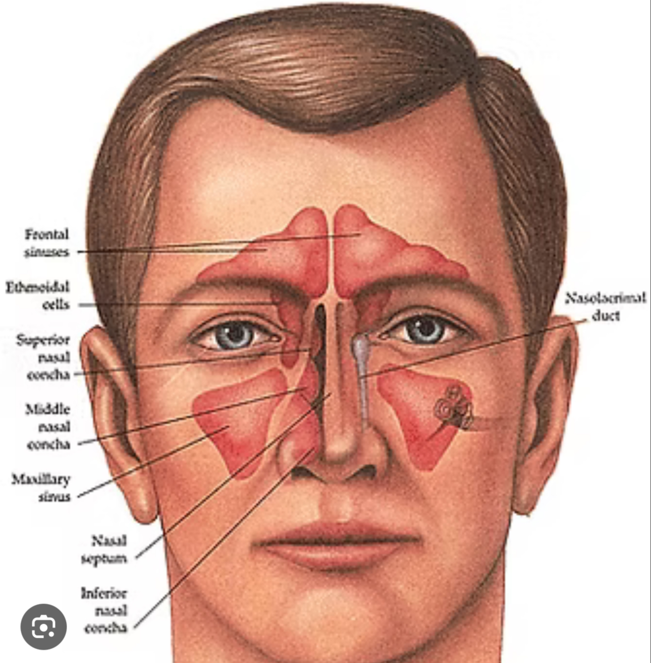 <p>The nose or relating to the nose</p>