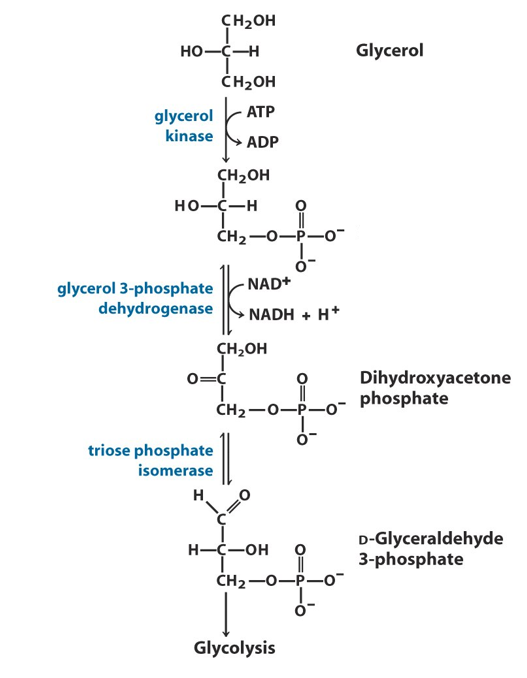 <p>What is the name of the first intermediate in the glycerol pathway?</p>