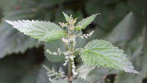 Stinging nettle