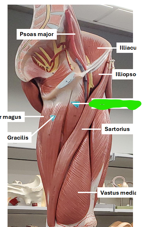 <p>adducts the thigh </p>