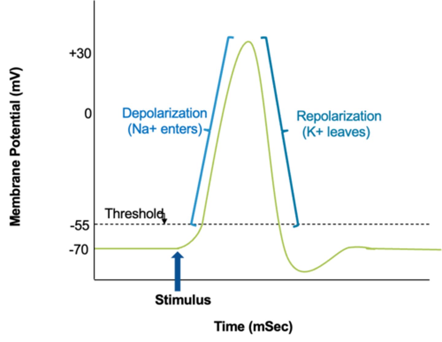 <p>1. Some stimulus occurs (before this, the membrane was at rest, -70mV)</p><p>2. Chemically gated Na channels open on the dendrites and cell body</p><p>3. Na+ enters the nerve cell</p><p>4. The inside is now more positive, -50 mV, which is threshold</p><p>5. Voltage gated Na+ channels at the axon hillock open up (and voltage gated K+ channels start to open).</p><p>6. Na+ enters the axon, making the charge in there more positive (+30mV). This is called the depolarization phase of the action potential.</p><p>7. Next, voltage gated K+ channels fully open</p><p>8. K+ will leave the axon, causing the voltage to go back down to -70mV. This is called the repolarization phase of the action potential.</p><p>9. The voltage is good now, but the ions (Na+ and K+) are in the wrong places.</p><p>10. So, the Na+/K+ pumps will work to fix the ion concentrations. Those pumps will pump Na+ back out of the axon and K+ back in to the axon.</p><p>11. This whole thing (steps 4-9 above, the action potential) just happened on one small section of the axon.</p><p>12. BUT once it happens, it will travel down the entire length of the axon, to the axon terminal. It can travel by local conduction (if the axon does NOT have myelin) or by saltatory conduction (if the axon has myelin)</p><p>13. When the action potential gets to the axon terminal, it causes the release of a chemical called a neurotransmitter.</p><p>14. The neurotransmitter will then bind to a receptor on the next cell (the postsynaptic cell)</p><p>15. That will cause chemically gated channels to open on the postsynaptic dendrites or axon</p><p>16. That then starts the whole process (back to step 1) on that next neuron.</p>