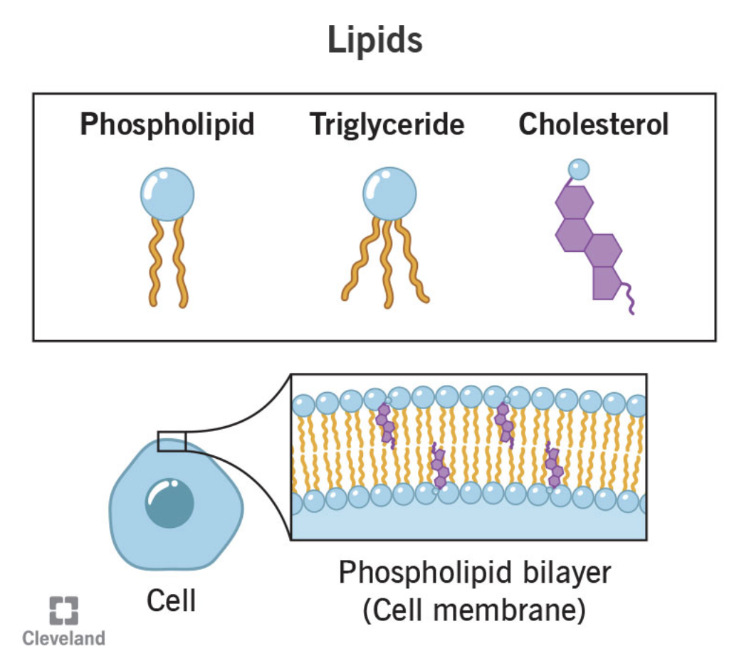 <p>lipids are essential to the structure and function of membranes</p>