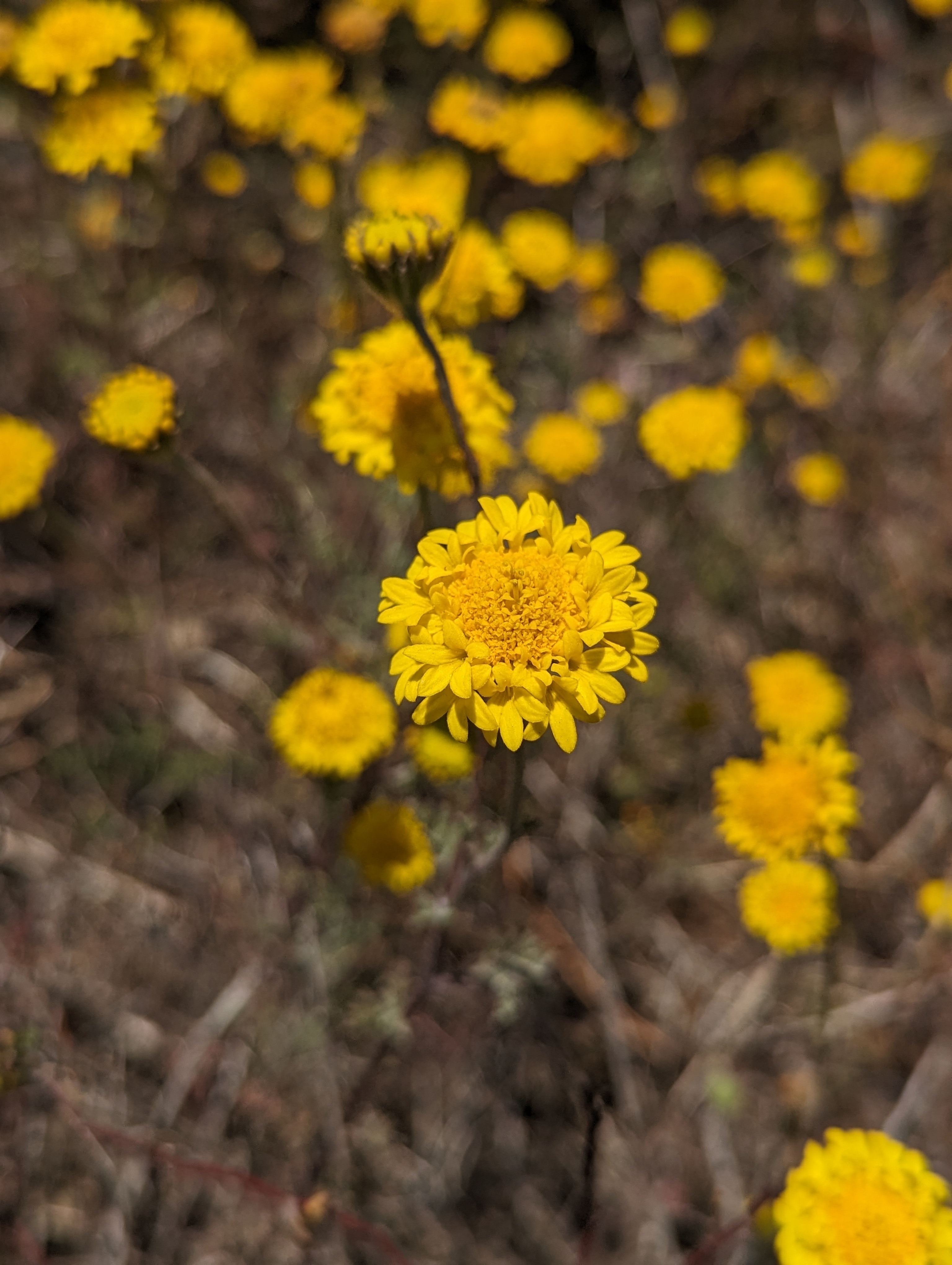 <p><em>Chaenactis glabriuscula</em></p>