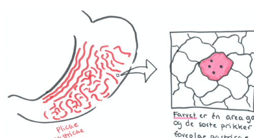 Slimhinde rød, blød og fløjlsagtig.

Tydelig overgang fra oesophagus til ventriklel: 
Grårød flerlaget pladeepithel (oesophagus ) -> stærkt rød enlaget cylinderepithel (ventrikel)

Lidt blegere i pylorusdelen, pga. færre kirtler og deraf mindre vaskularisation 

*Plicae gastricae* er longitudinelle folder 
-danner bla. "motorvej" for væske kaldet for "magenstrasse" / mavevejen

*Area gastricae* (felter, 1-2mm2) afgrænses indbyrdes af små furer, og på dem findes foveolae gastricae (nedsænkninger) hvor 3-5 kirtler, gl. gastricae, udmunder

*Muskulatur* - 3 lag! 
Yderst --> Inderst
¤ Stratum obliquae (inderst, U-formede slynger)
¤ Stratum circulare (danner. m. sphincter pylori)
¤ Stratum longitudinale (yderst, især langs curvaturer - danner u-formede slynger omkring incisura cardiaca)