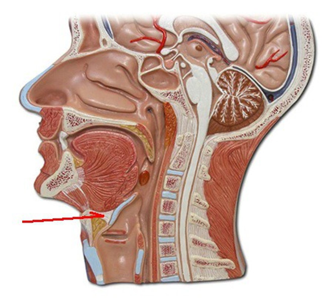 <p>Identify the structure, organ, or bone.</p>