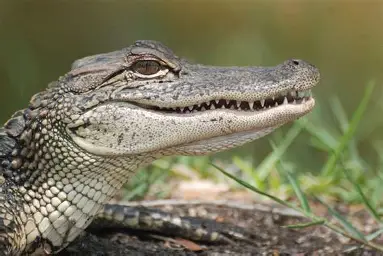 <p>alligator</p>