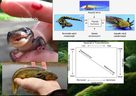 <ul><li><p>Some salamander speices are arboreal</p></li><li><p>May possess Tetrodotoxin</p></li><li><p>Facultative paedomorphosis</p><ul><li><p>Adults retain larval characteristics </p></li><li><p>In stable habitats that don’t require migration </p></li></ul></li></ul><p></p>