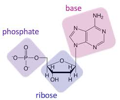 <p>For each nucleotide there are three basic components: phosphate group, 5-carbon sugar,</p><p>nitrogenous base (ring structure with nitrogens)</p><p>The nitrogenous base is made of adenine, guanine, cytosine, and thymine </p>