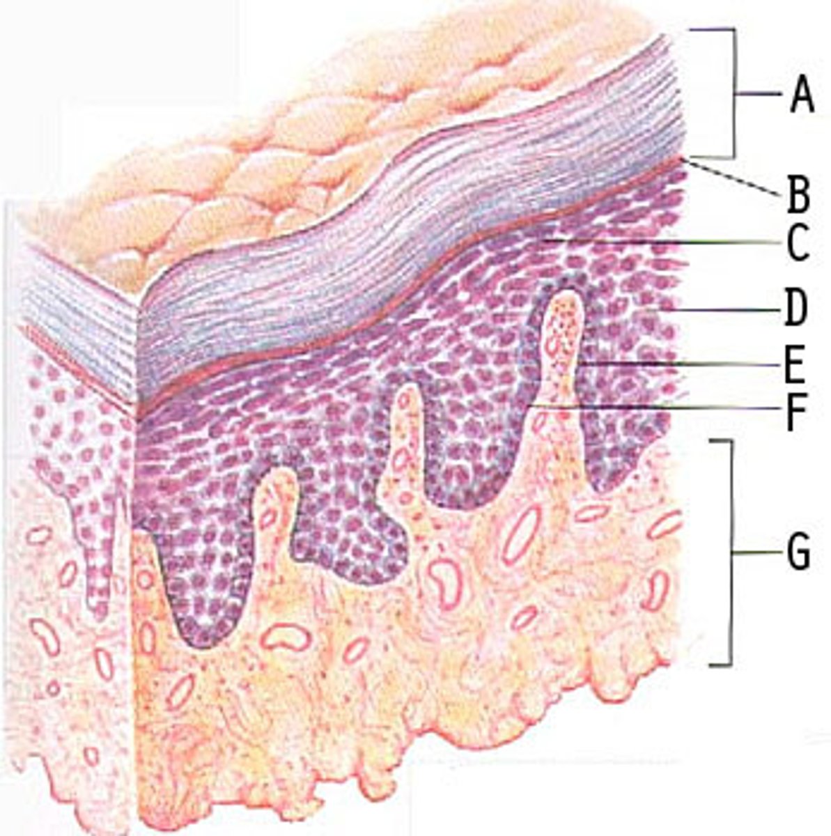 <p>tầng lớp xã hội, địa tầng</p><p><em>The report shows that drugs have penetrated every stratum </em><strong><em>of</em></strong><em> American society.</em></p>