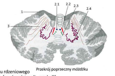<p>1 Cerebellar cortex</p><p>2 Cerebellar nuclei</p><p>2.1 Fastigial nucleus</p><p>2.2 Emboliform nucleus</p><p>2.3 Glovose nucleus</p><p>2.4 Dentate nucleus </p>