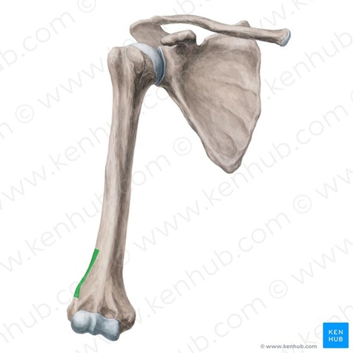 <p>prominent, rough bony margin on the distal, outer side of the humerus</p>