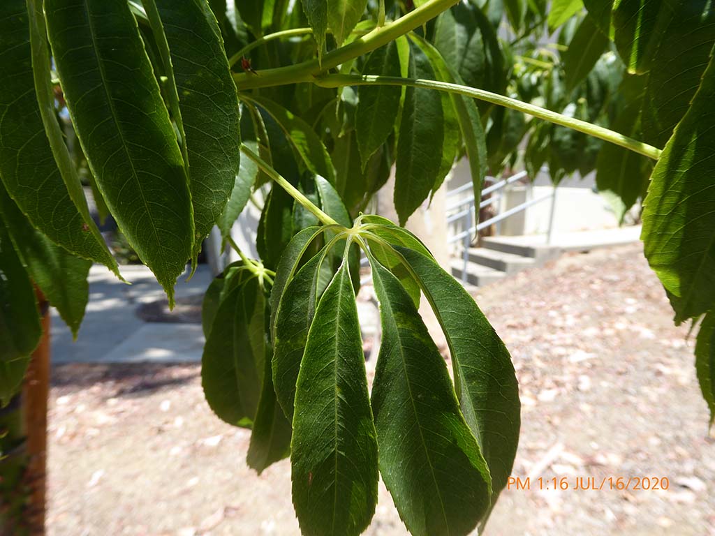 <p><span><span>floss silk tree</span></span></p>
