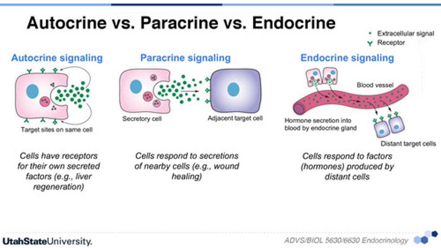 <p>Local chemical messengers that exert effects on the same cells that secrete them.</p>