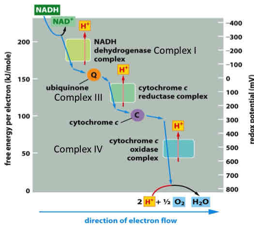 <ul><li><p>redox potential increases as electrons flow down the respiratory chain to oxygen and can be directly related to the release of free energy</p></li><li><p>Direction of e- flow depends on affinity of different e- carriers</p></li><li><p><strong>Affinity</strong>: expressed as a <strong>redox potential</strong> - the affinity of any pair of oxidized and reduced compounds (redox pair) for electrons</p></li><li><p>NADH has poor affinity for e- → very good electron donor</p></li><li><p>O2 has high affinity for e- → readily reduced, good electron acceptor</p></li><li><p>Direction of electron flow is from compounds with <strong>lower redox potential to compounds with successively higher redox potential</strong> (starting with NADH or FADH2 and ending with O2)</p></li><li><p>When electrons are passed from electron donor to acceptor, there is a release of free energy (potential energy has increased)</p></li><li><p>Free energy stored in electrochemical gradient is dissipated through ATP synthase to drive ADPphosphorylation</p></li></ul>