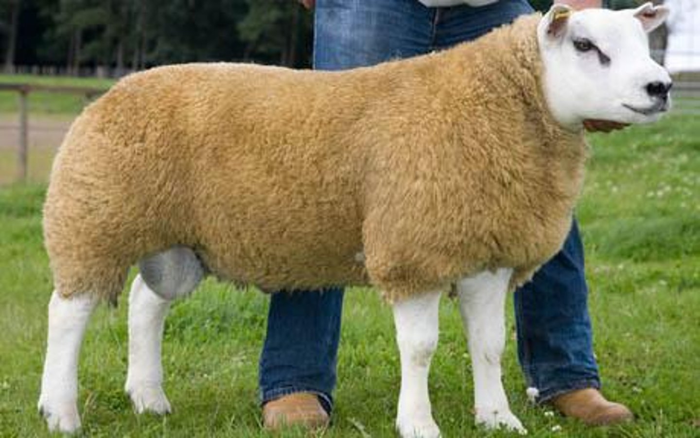 <p>meat type or medium-wool sheep breed: originated in Holland; white head, black nose, little muscular sheep; important meat breed</p>