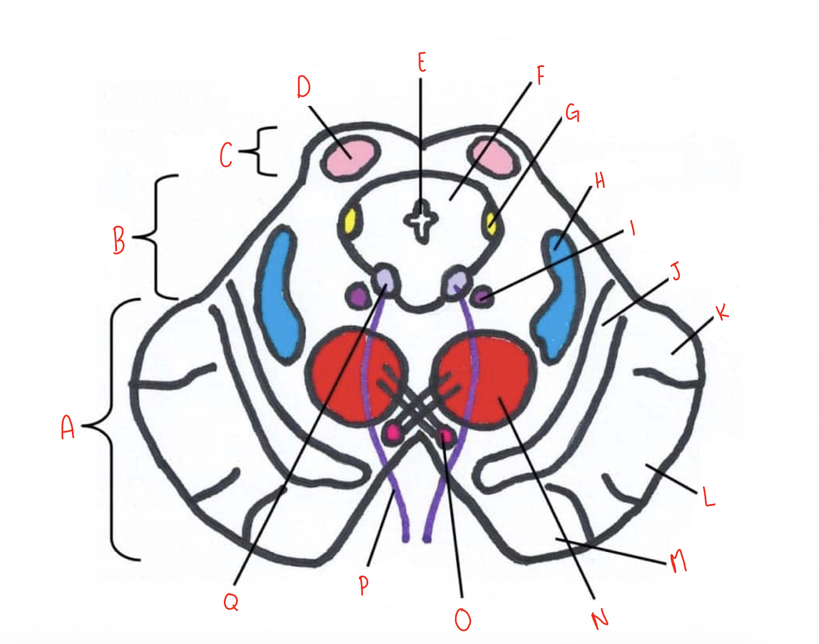 <p>What structure of the sliced superior colliculus section of the midbrain is labeled A?</p>