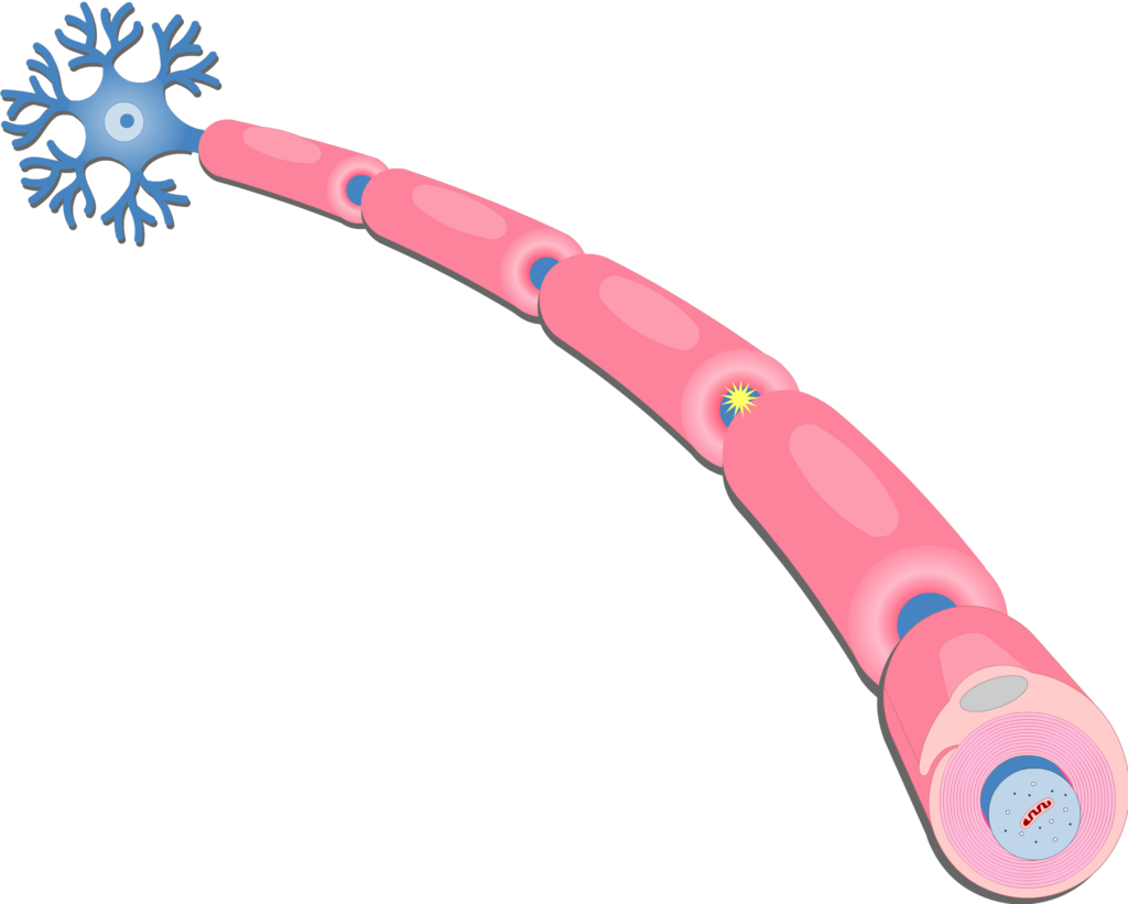 <p>what is the myelin sheath?</p>