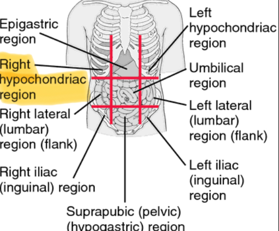 <p>Below right rib cage(Liver, Gallbladder) </p>