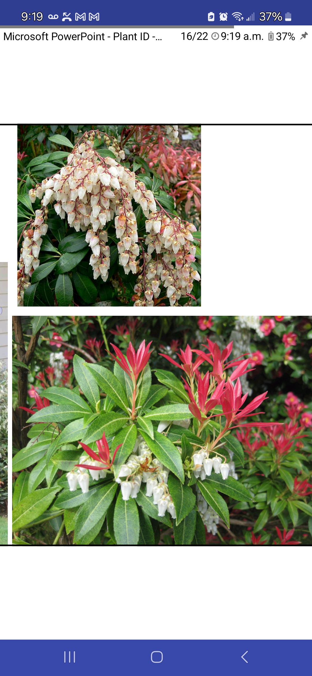 <p>Pieris japonica, Ericaceae</p>