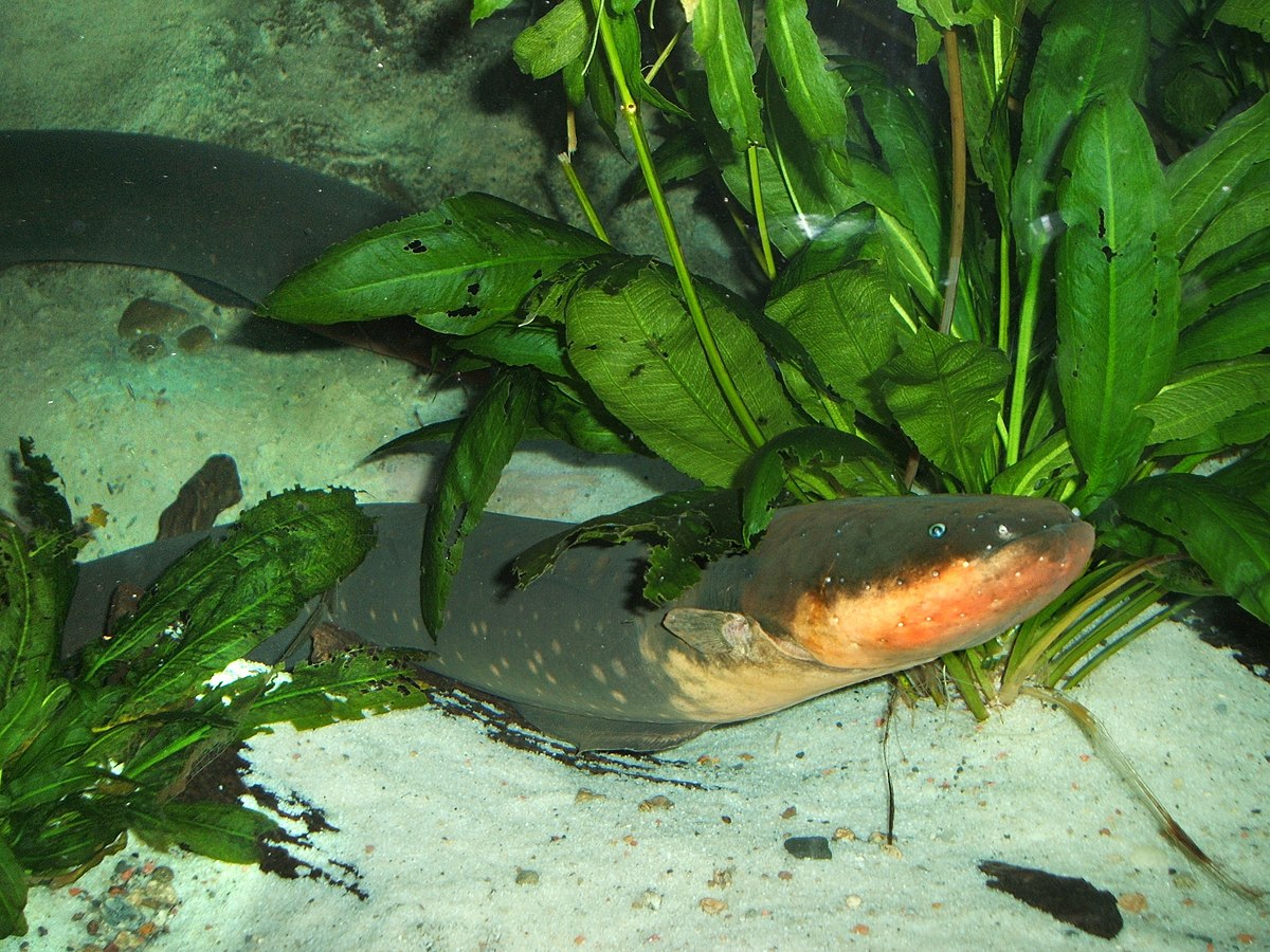 <p>What clade do <strong>electric eels</strong> belong to?</p>