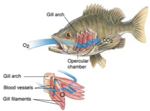 <p></p><p>Evaginated structures (body outgrowths) with large surface area for gas exchange.</p><p>Circulatory system inside gills carries oxygen away and removes CO₂.</p><p>External gills: unprotected (e.g., Polychaete worms).</p><p>Internal gills: protected (e.g., fish).</p>