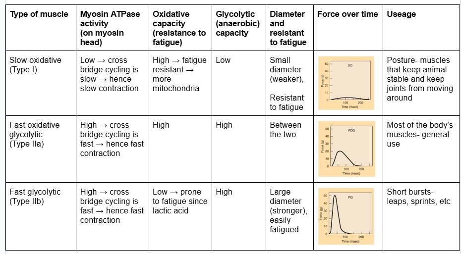 <p>every muscle has a mixture of fibre types</p><p>(patchwork arrangement)</p><ul><li><p>reverse stained images for myosin-ATPase</p></li><li><p>Fast fibres - big and pale (high myosin-ATPase)</p><ul><li><p>white meat (chicken) - pectoral = fast glycolytic muscle</p></li></ul></li><li><p>Slow fibres - small and dark</p><ul><li><p>leg - dark meat  = slow oxidative</p></li></ul></li><li><p>different muscle role - change in proportion of fibre types</p></li></ul><p></p>