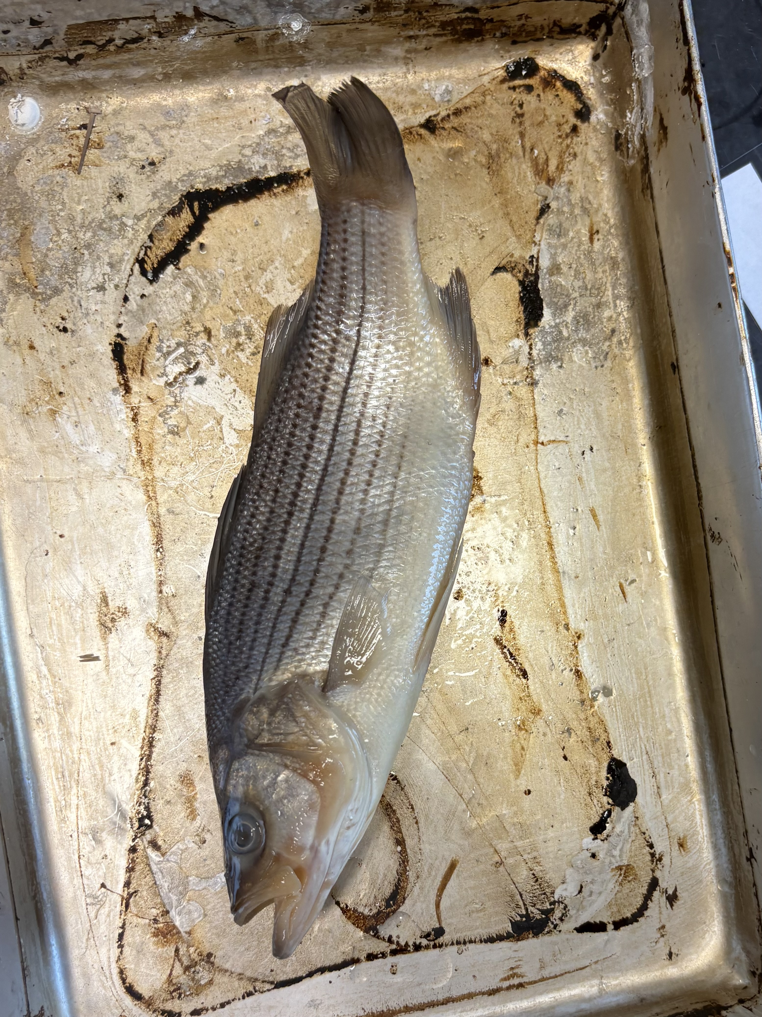 <p>name the superclass, class, order, and common name of this organism</p>