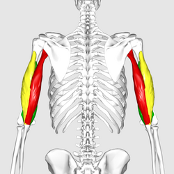 <p>What muscle group is this? </p>