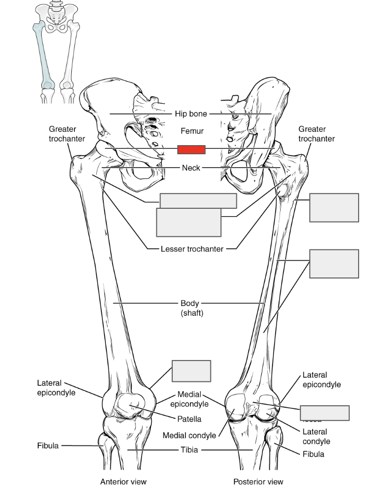 <p>Name the covered bone</p>