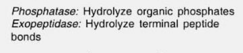 <p>Types of specificity of enzymes</p><ul><li><p>Act on a specific bond or group of substrates.</p><ul><li><p><span style="color: yellow"><em>Recognizes<u> functional groups</u></em></span></p></li></ul></li></ul><p></p>