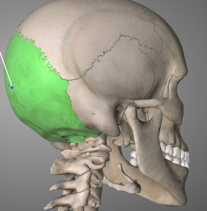 <p>takaraivon luu</p>