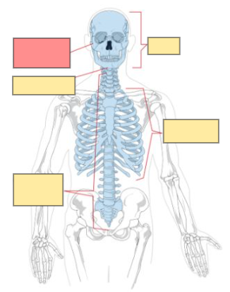 <p>hint: axial skeleton</p>