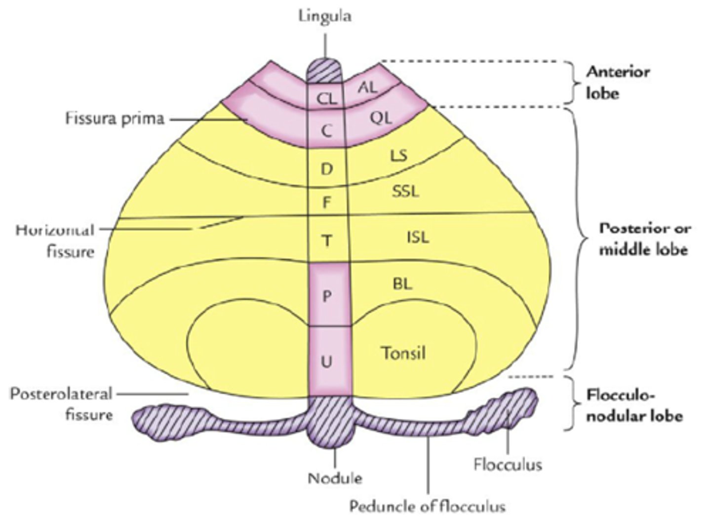 <p>- płat przedni i płat tylny (najmłodszy filogenetycznie) oddzielone szczeliną pierwszą, oraz płat kłaczkowo-grudkowy (najmniejszy i najstarszy) oddzielony od płata tylnego szczeliną tylno-boczną</p><p>- kłaczki, które znajdują się poniżej konaru i łączą się poprzez grudkę</p><p>- istota szara: korę móżdżku</p><p>- istota biała: ciało rdzenne móżdżku, w którym są od boku do wewnątrz: jądro zębate, jądra wsunięte przednie (czopowate i kulkowate) jądro wierzchu</p>