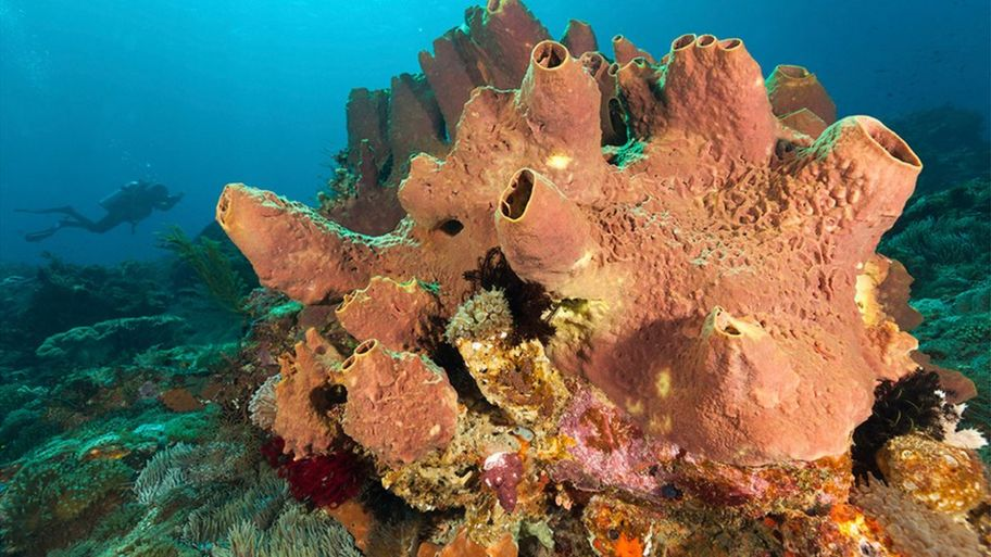 <p>Porifera: Sponge</p>